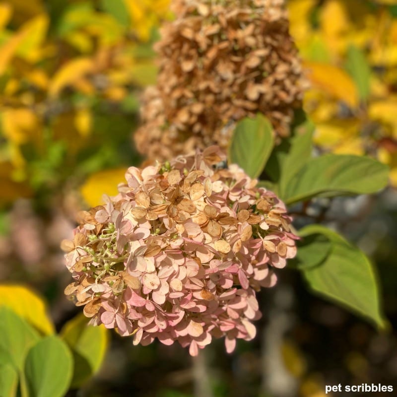 limelight hydrangea flowers in the Fall