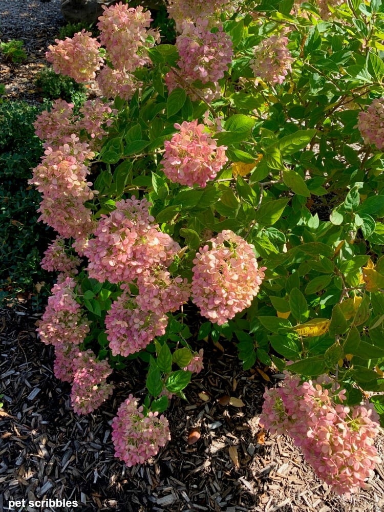 pink blooms on Little Lime Hydrangea in Fall