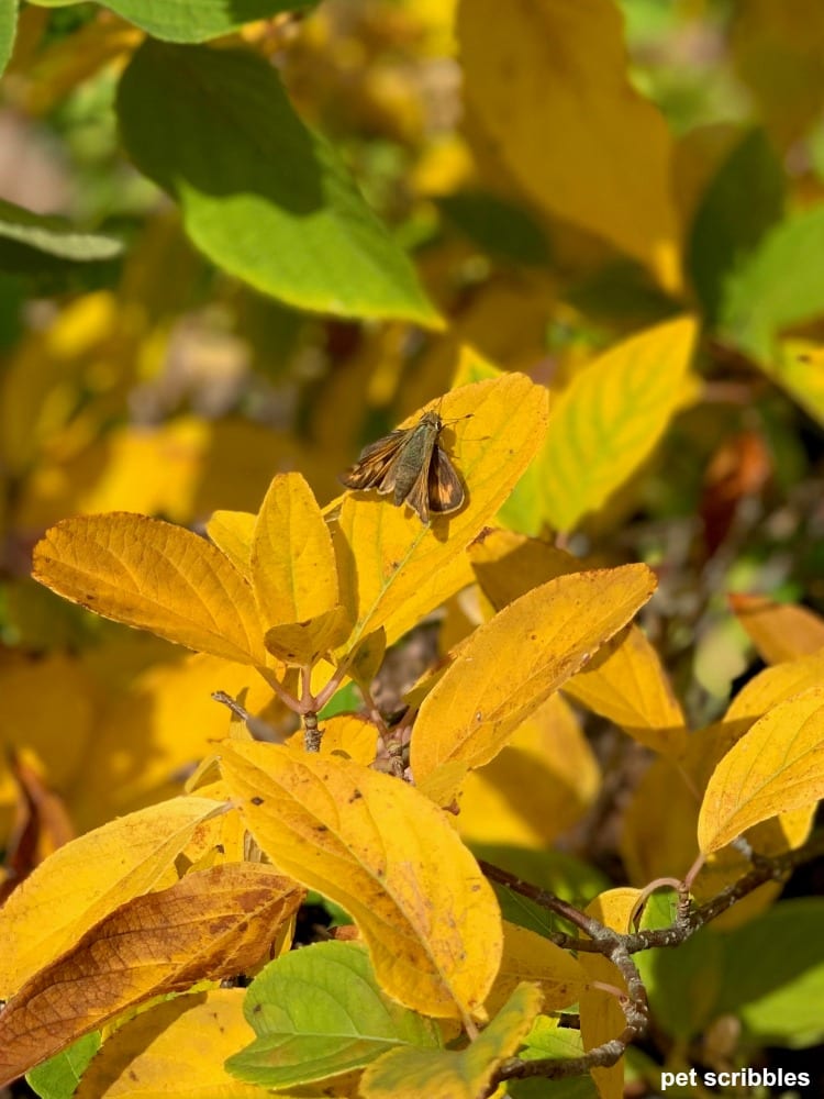 yellow and green Fall leaf color of limelight hydrangea tree