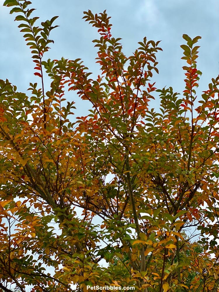 Fall Color of Muskogee Crepe Myrtle Tree