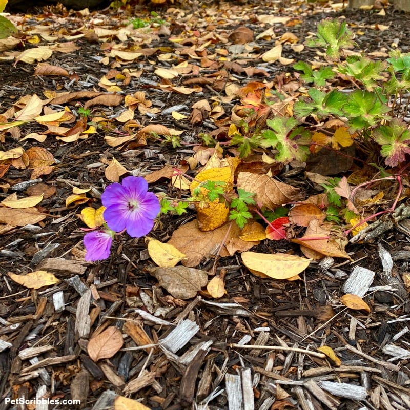 Geranium Rozanne flower at the end of the growing season