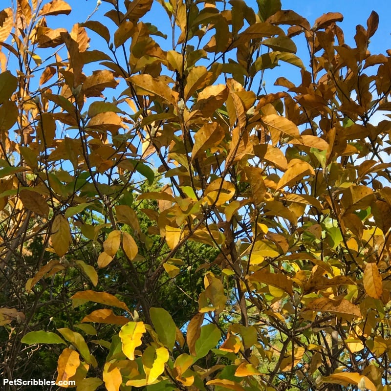 yellow leaf color in Fall on magnolias