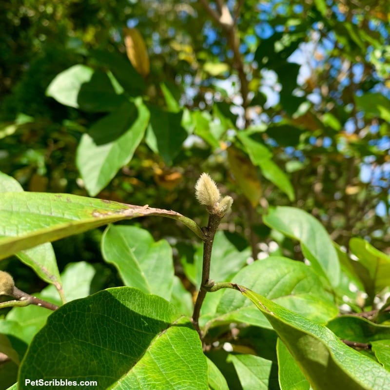 Jane Magnolia fuzzy flower buds