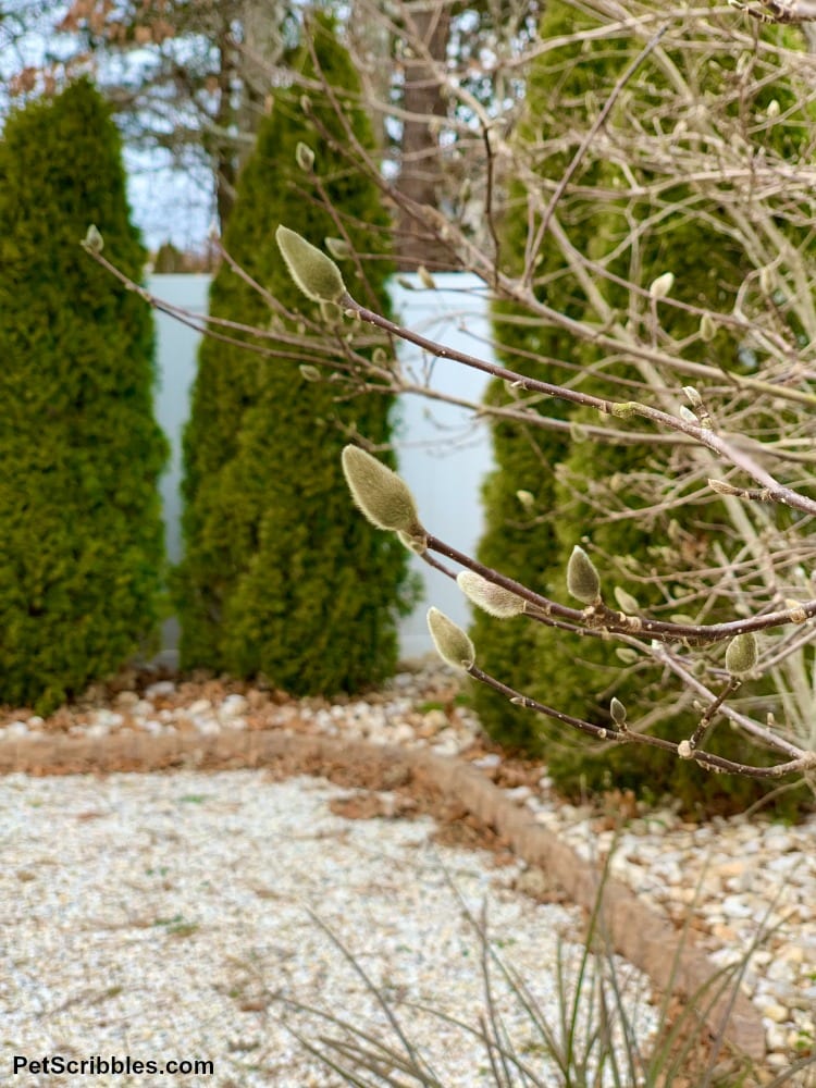 Jane Magnolia fuzzy flower buds in Winter