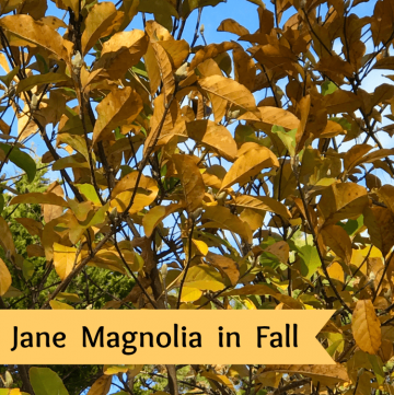 Jane Magnolia tree in Fall