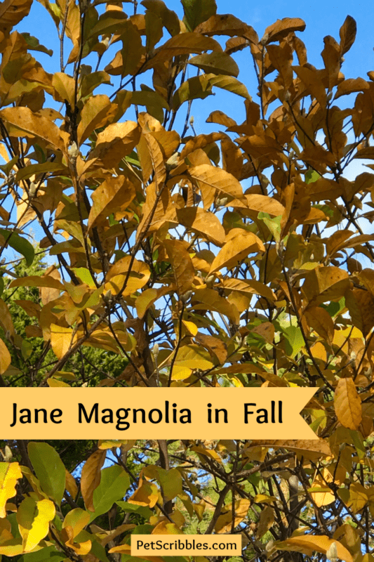 Jane Magnolia tree in Fall