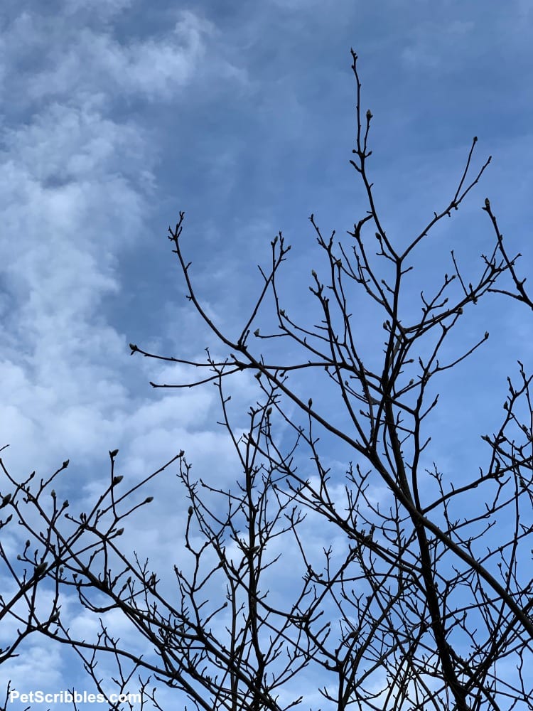 Jane Magnolia in Winter seen against blue sky