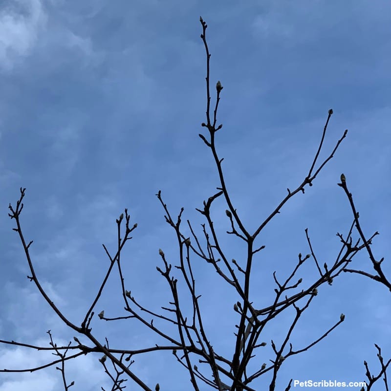 Jane Magnolia tree against blue sky in Winter