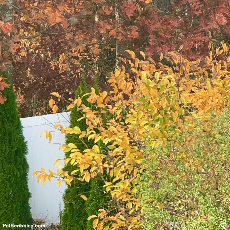 Jane Magnolia yellow leaves in Fall