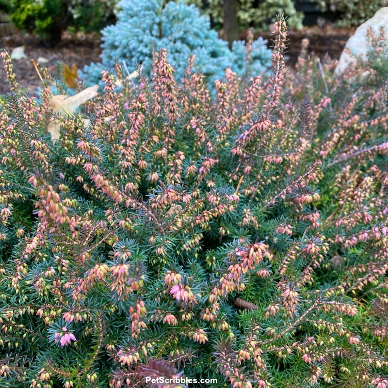 Kramer's Red Winter Heath flower buds