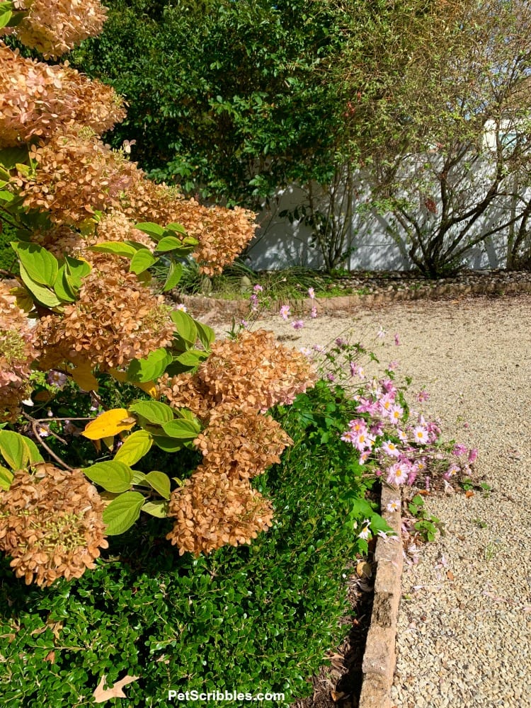 Limelight Hydrangea Tree dried blossoms on tree