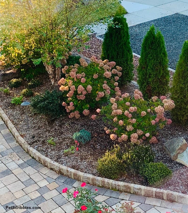 Little Lime Hydrangeas at the end of the growing season