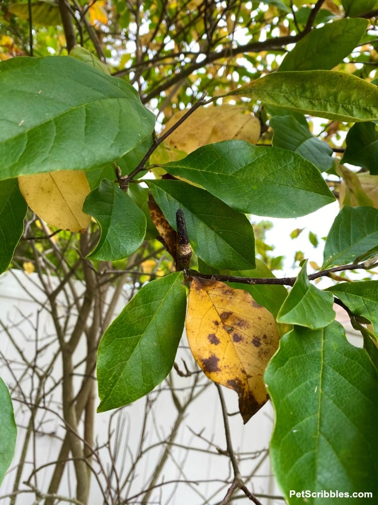 Magnolia Jane green and yellow leaves in Fall