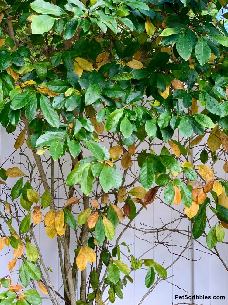 Magnolia Jane tree in Fall with green and yellow leaves