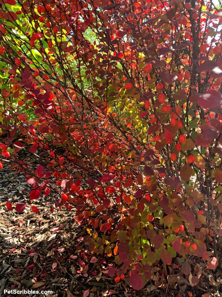 Orange Rocket Barberry Fall Color