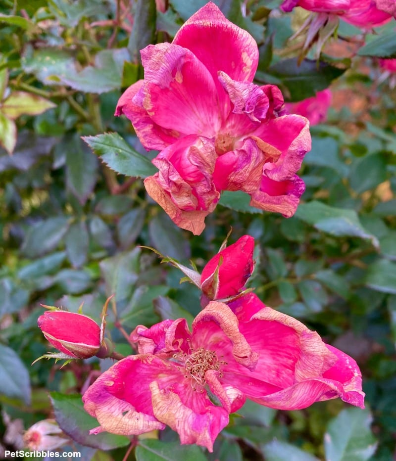 fading roses in Fall at the end of the growing season