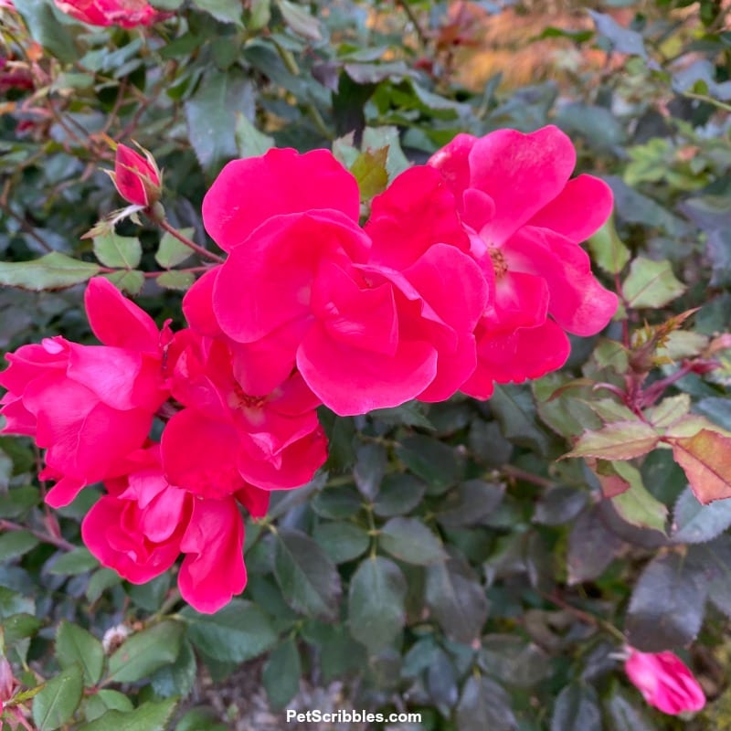 fuchsia roses in bloom