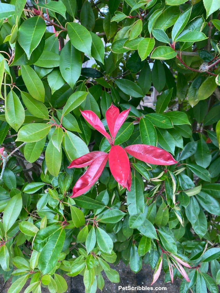 new red growth on Red Tip Photinia