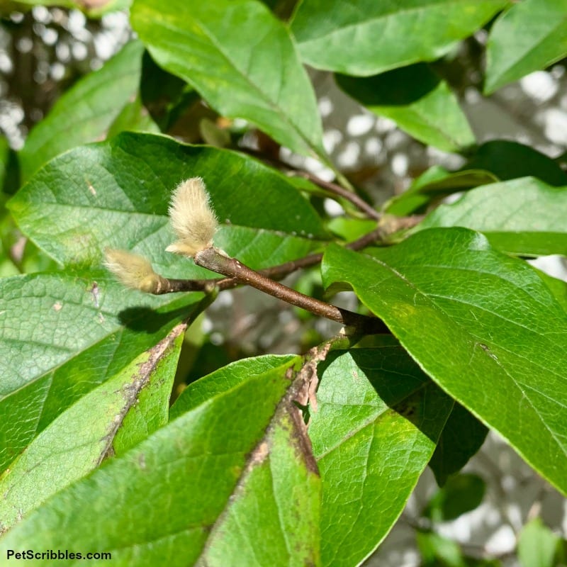 newly formed Jane Magnolia flower buds in Fall