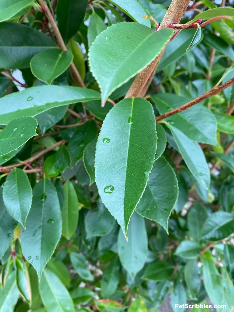 raindrops on green leaves of Red Tip Photinia