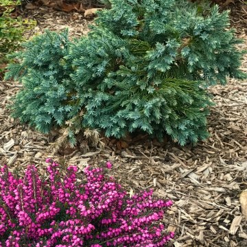 blue star juniper evergreen shrub