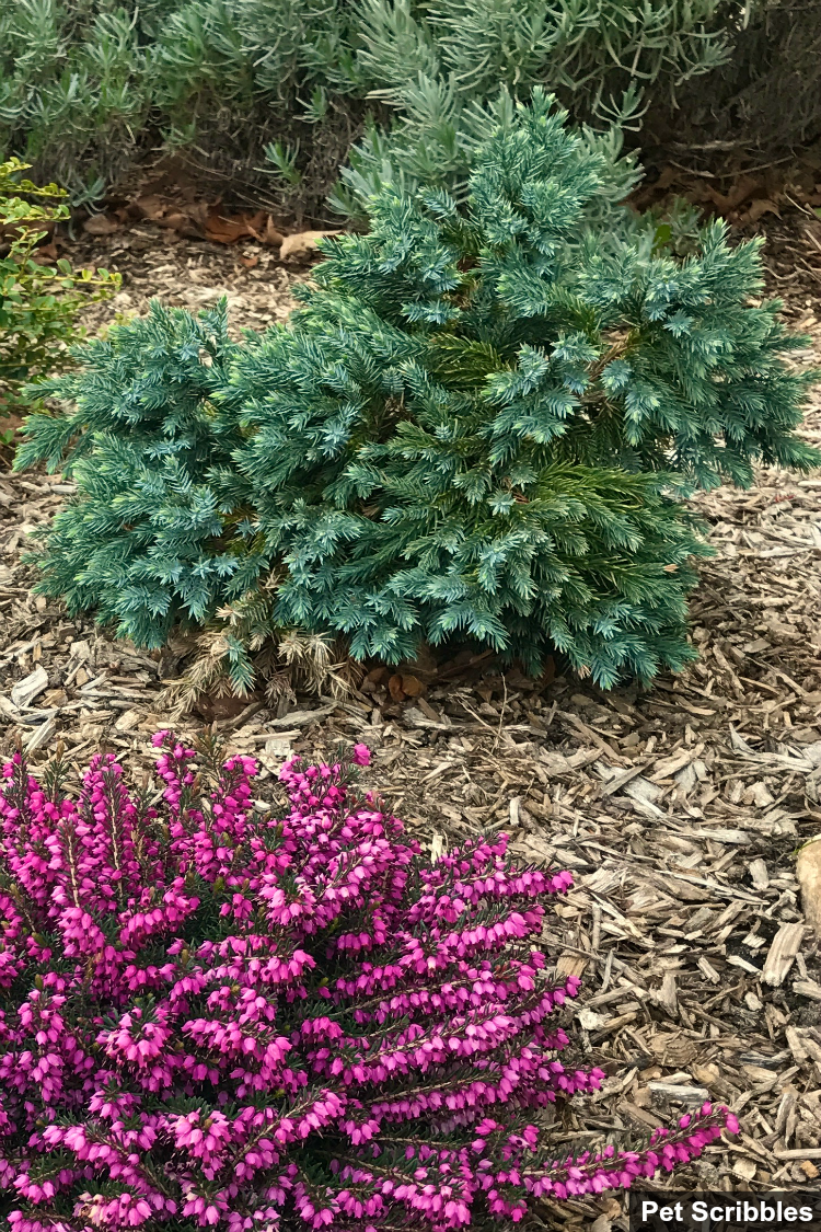 blue star juniper evergreen shrub