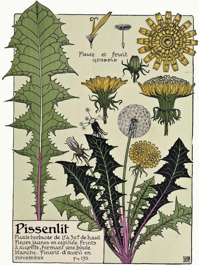 vintage graphic of Dandelion plant