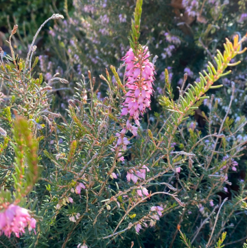Heather Mediterranean Pink in bloom