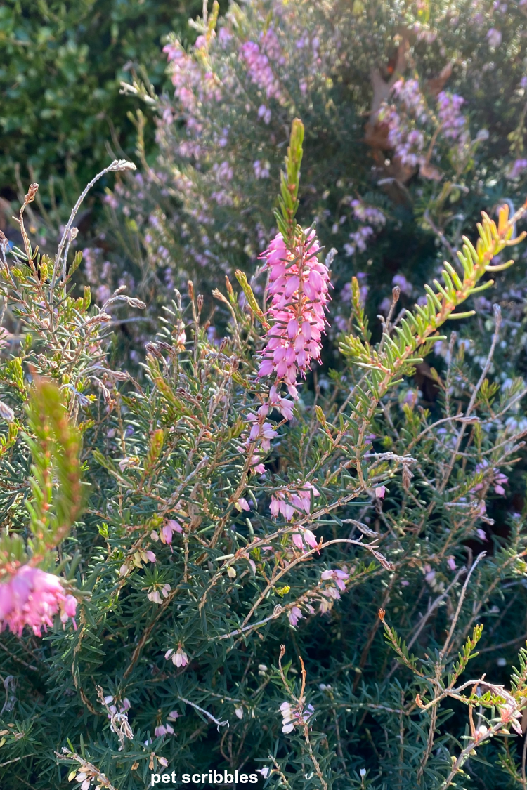 Heather Mediterranean Pink in bloom