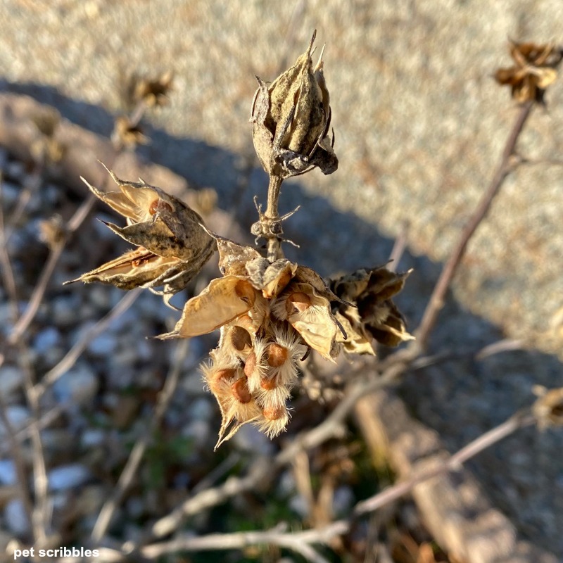 Helene Rose of Sharon dried seed head