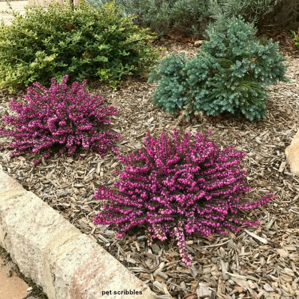 Why you want Blue Star Juniper in your garden Garden Sanity by Pet