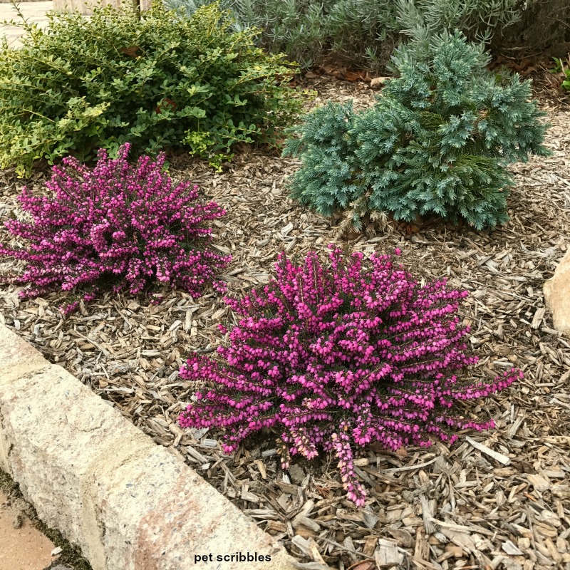 Kramers Red Winter Heath in bloom next to Blue Star Juniper