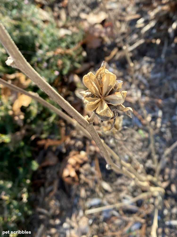 Lavender Chiffon Rose of Sharon dried seed head