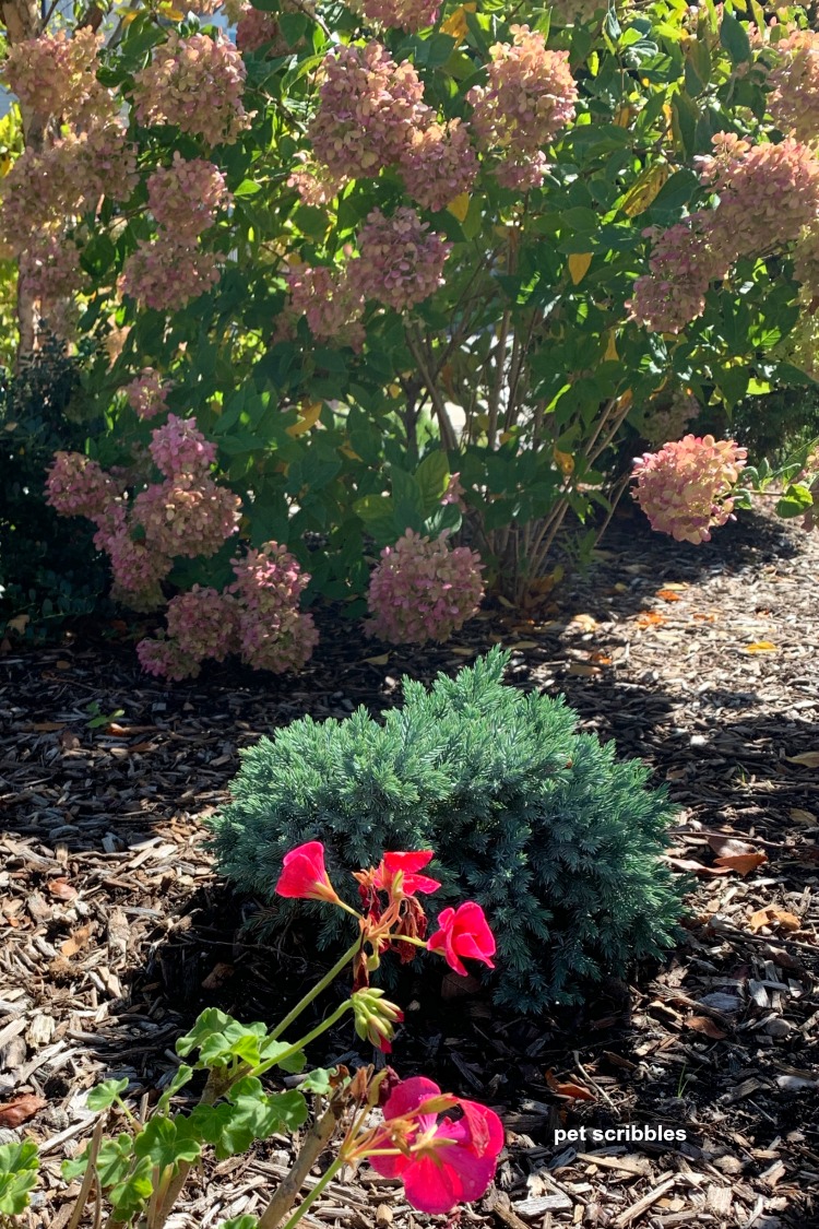 Little Lime Hydrangea in bloom behind a Blue Star Juniper shrub