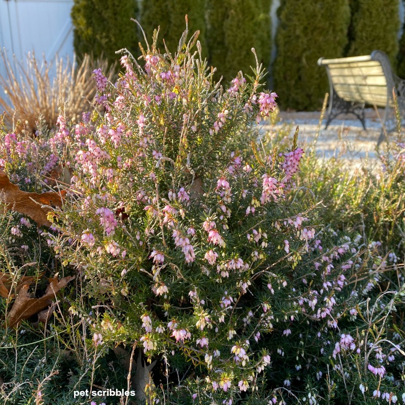 Mediterranean Pink Heather Shrub in bloom