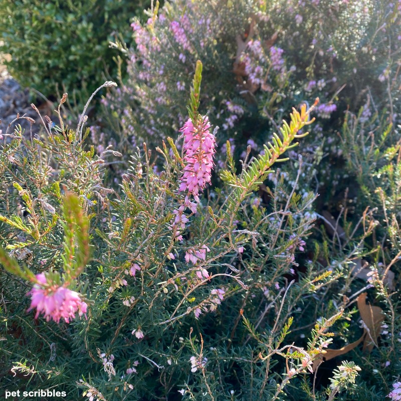 pink flowers on a Mediterranean Pink Heather shrub