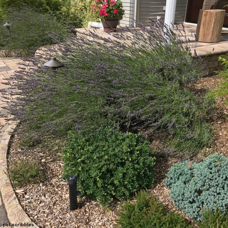 Lavender Phenomenal in bloom, with Blue Star Juniper in lower right