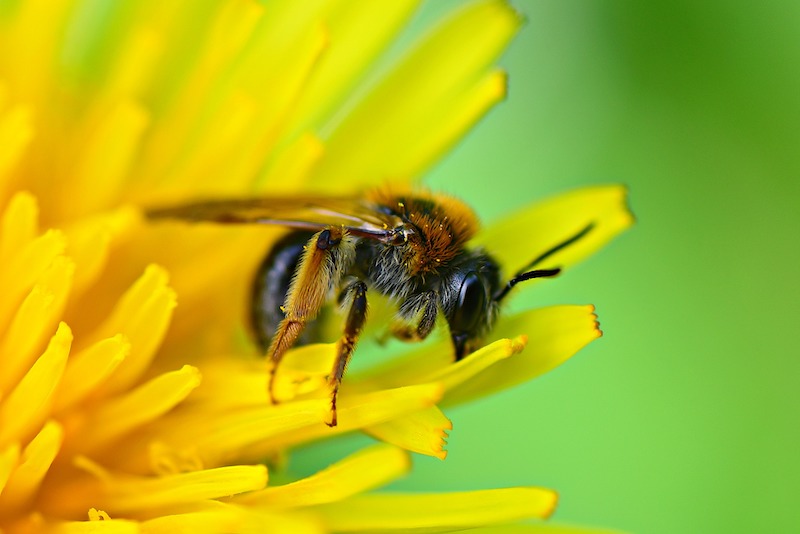 bee on a dandelion flower