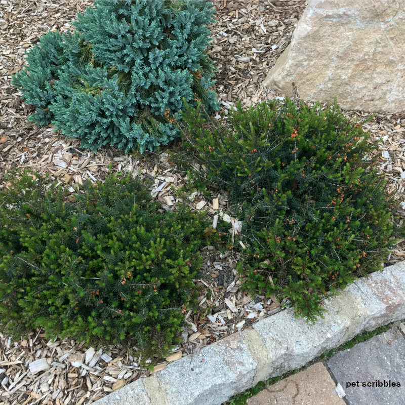 Why You Want Blue Star Juniper In Your Garden Pet Scribbles