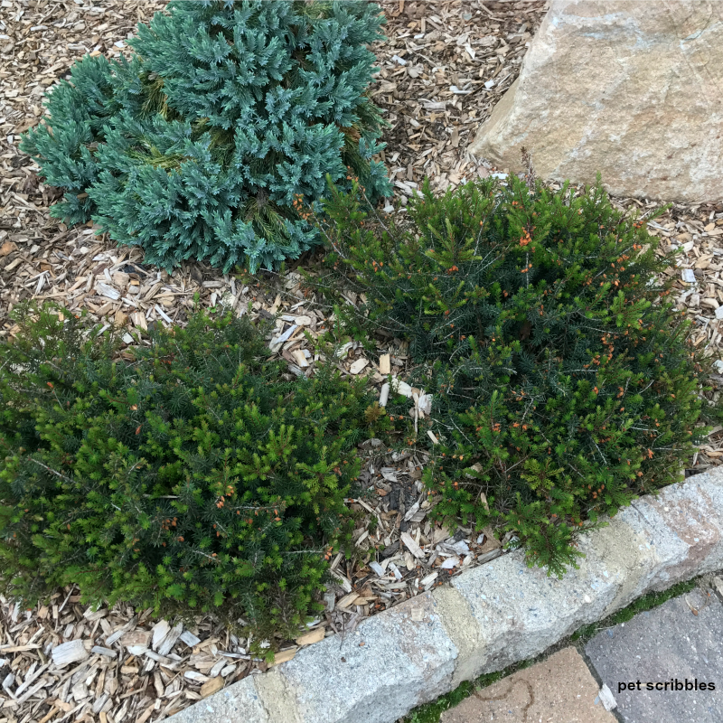 green and blue shrubs together