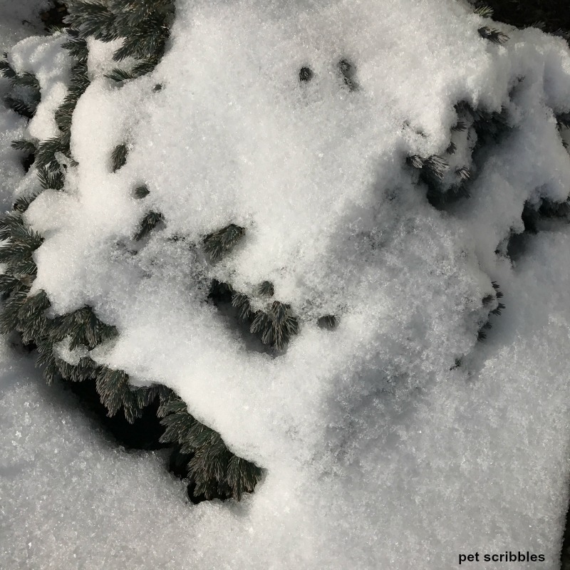blue star juniper covered in snow