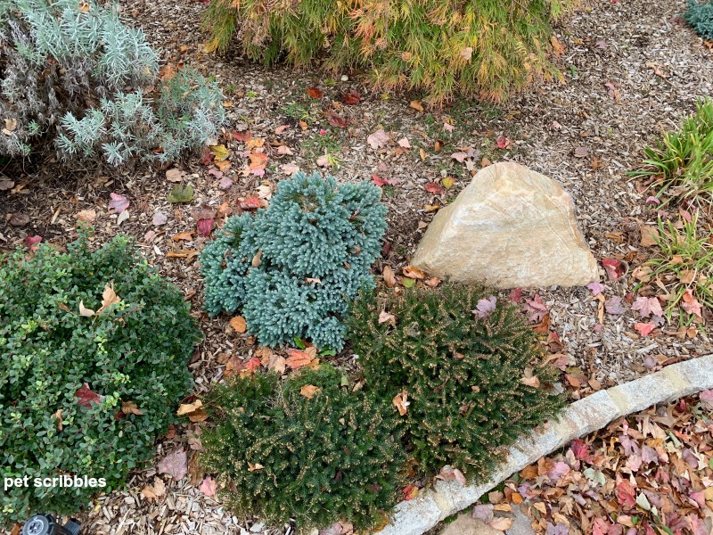 blue star juniper in the Fall garden