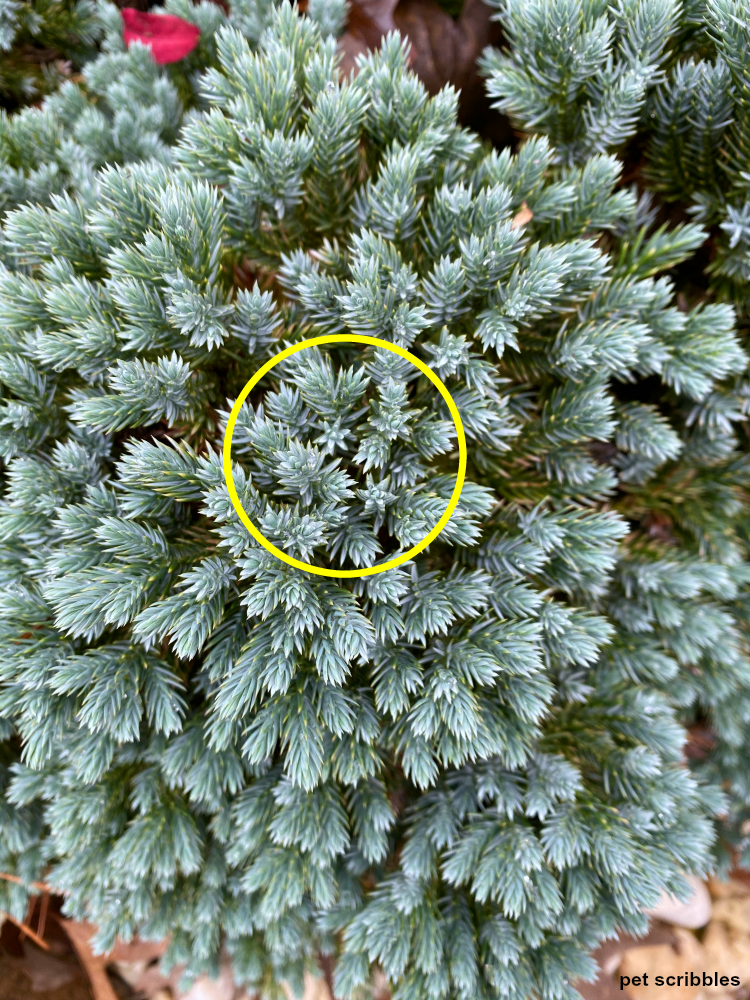 blue star juniper needle tips that look like stars