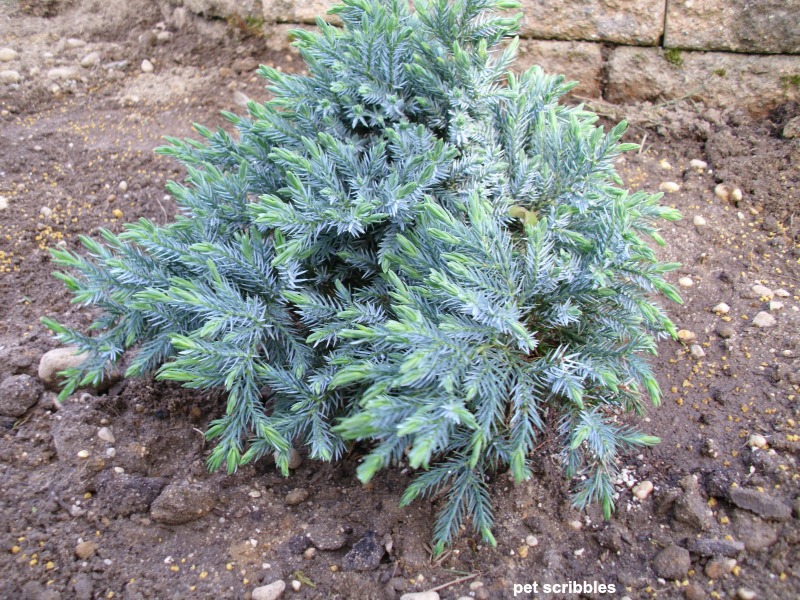 a newly planted blue star juniper shrub