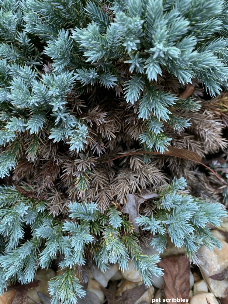 brown growth on blue star juniper