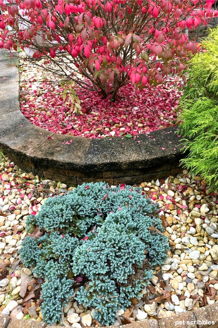 burning bush and blue star juniper