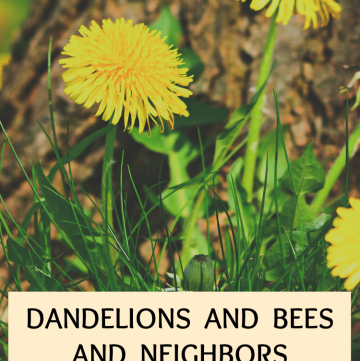 Can dandelions and bees and your neighbors peacefully coexist?