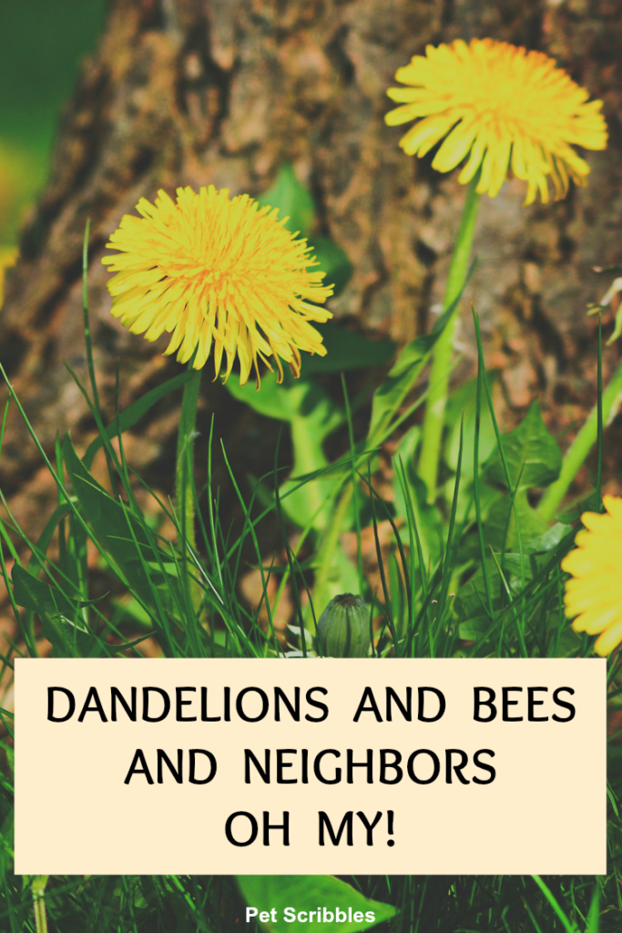 Can dandelions and bees and your neighbors peacefully coexist?