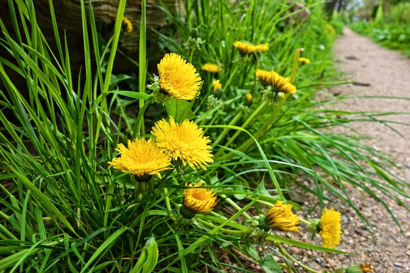 dandelions growing at the edge of a garden path