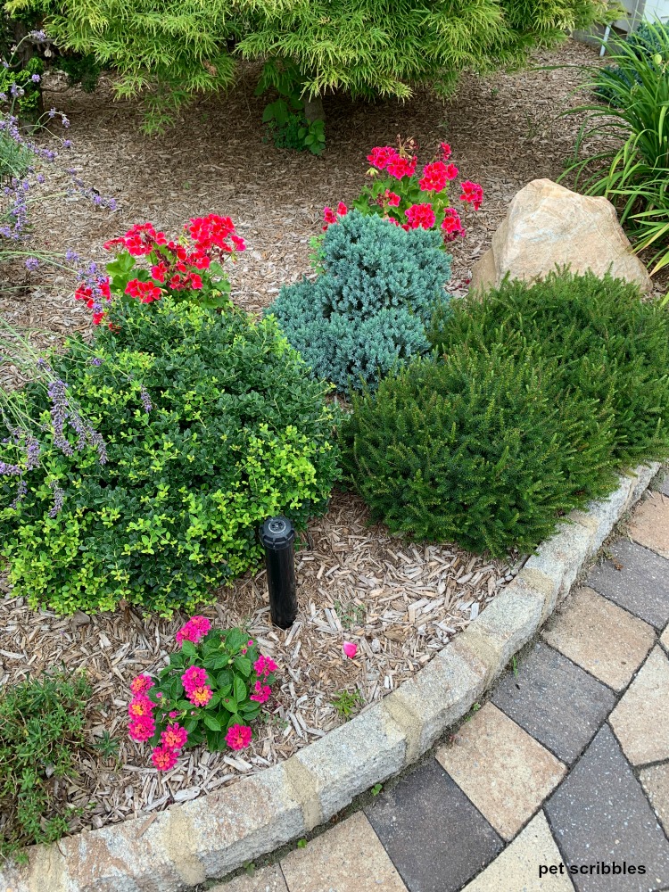 dwarf evergreen shrubs in Summer garden with geraniums